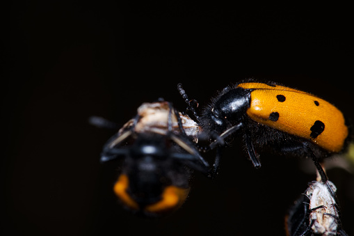 Winged insect on human skin.  Red ladybug with black spots.