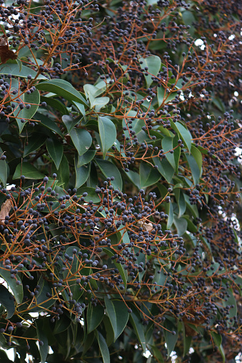 Close-up of Ligustrum lucidum tree with many blue berries. Wax-leaf privet tree on early springtime