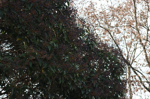 Ligustrum lucidum tree with many blue berries. Wax-leaf privet tree on early springtime