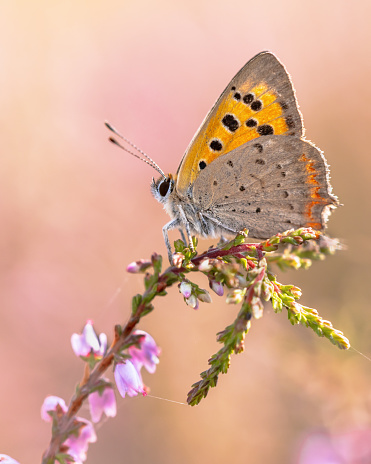 Small copper (Lycaena phlaeas) butterfly perched on heath flower on a sunny day in july. Veluwe, Gelderland, Netherlands