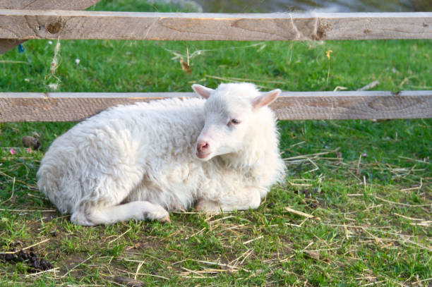cordeiro de páscoa deitado em um prado verde. lã branca em um animal de fazenda em uma fazenda. animal - lamb softness fur wool - fotografias e filmes do acervo
