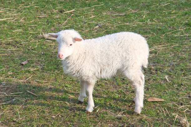 cordeiro de páscoa em pé em um prado verde. lã branca em um animal de fazenda em uma fazenda - lamb softness fur wool - fotografias e filmes do acervo