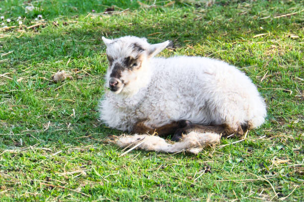 cordeiro de páscoa deitado em um prado verde. lã branca em um animal de fazenda em uma fazenda. animal - lamb softness fur wool - fotografias e filmes do acervo