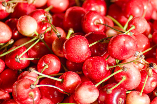 istock selective focus, freshly picked cherries. Organic farming, spring fruit concept 2098499424