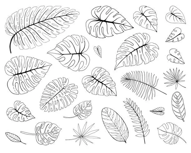 Vector illustration of Tropical Leaves in doodle style. Hand drawn Monstera leaves