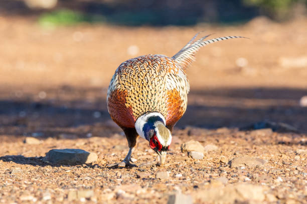 Pheasant rooster or cock near Winnett, Montana, United States.