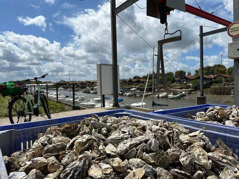 Close-up of a blue crate of oyster shells in the oyster harbour of La Teste-de-Buch, France. In the background  is a bike with a carrier.