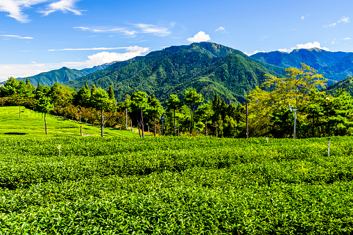 Beautiful tea plantation landscape on the mountaintop of Fushoushan Farm in Taichung, Taiwan.