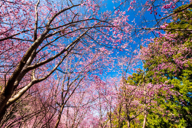 istock Low angle view of pink cherry blossoms with blue sky background. 2098562204