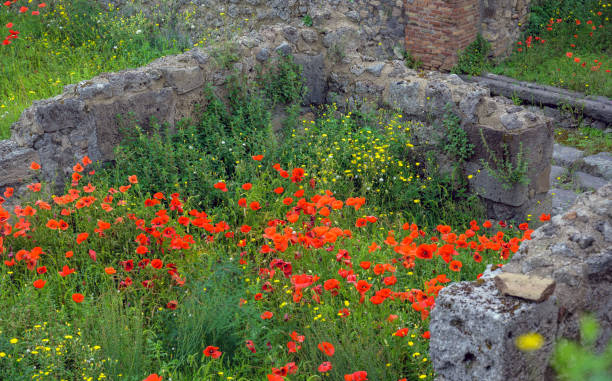 istock Red poppies grow around Pompeii ruins. 2098570569
