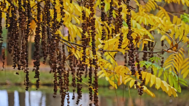 Ripe Withered Nuts of Caucasian Wingnut Wallnut Tree Pterocarya Fraxinifolia