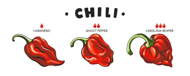 Vector illustration of Set Spicy food or sauce taste scale indicators. Illustration red hot chili pepper. Carolina reaper, ghost pepper, habanero. Vector peppers with fire flames. Extra and mild taste