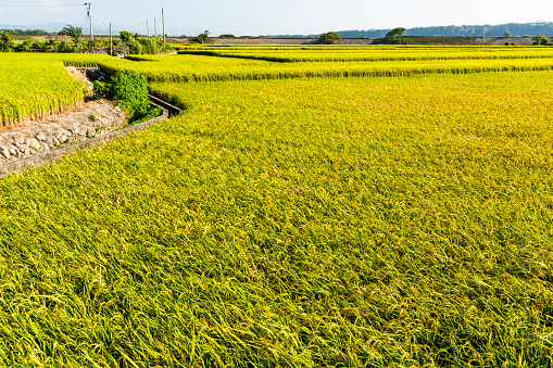 Overlooking views of rice fields in the Waipu Lotus Valley Taichung, Taiwan.