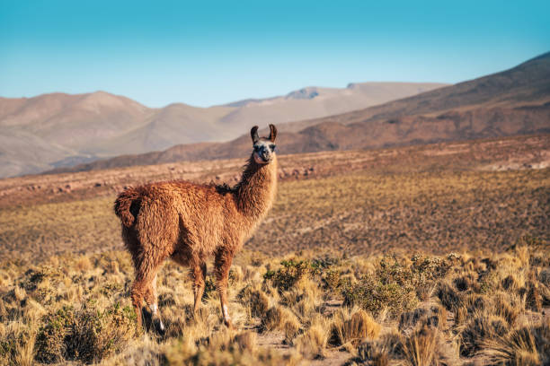 istock Llama Grazing in the Atacama Desert, Chile 2098602386