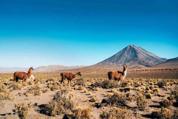 istock Llamas Grazing in Atacama Desert with Volcanic Backdrop 2098602909