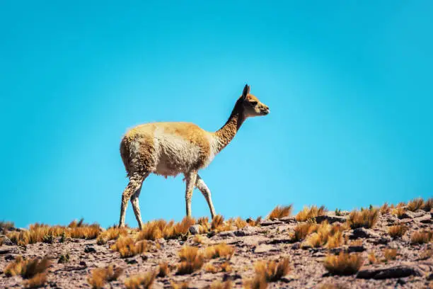 A lone vicuna stands amidst the arid grasslands of the Atacama Desert in Chile against a vibrant blue sky.