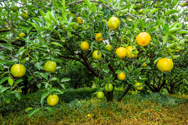 istock Many ripe oranges grow on the tree. 2098603950