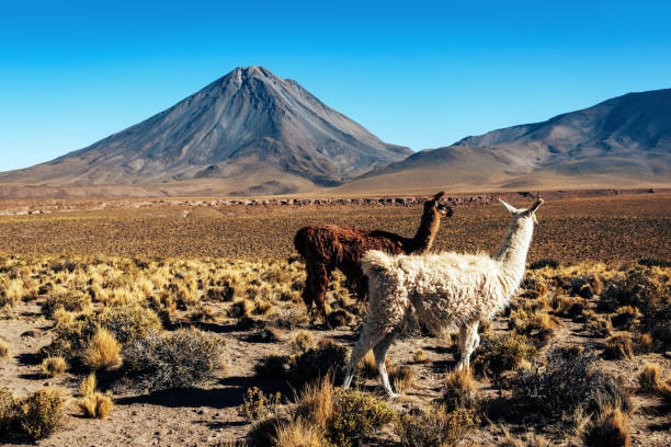 istock Atacama Desert Scenery with Grazing Llamas in Chile 2098604474