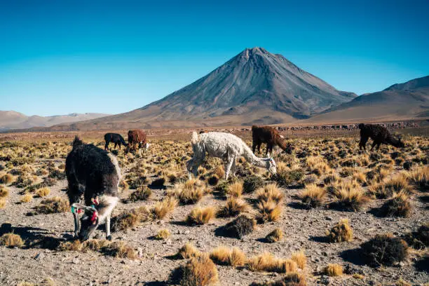 A herd of llamas grazing with a majestic volcano in the backdrop in the sunlit Atacama Desert, Chile.