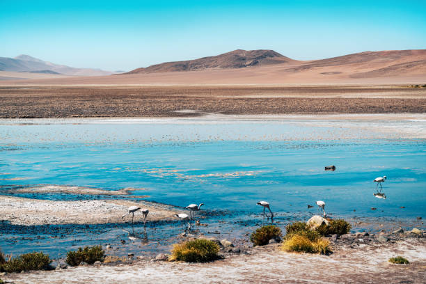 Elegant flamingos feeding at a serene blue lake amid the vast, sandy Atacama Desert landscape in Chile under a clear sky.