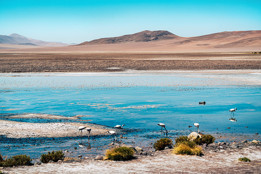 Elegant flamingos feeding at a serene blue lake amid the vast, sandy Atacama Desert landscape in Chile under a clear sky.