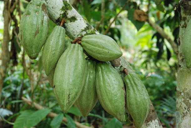 istock Cacao fruit in an indonesian plantation 2098622834
