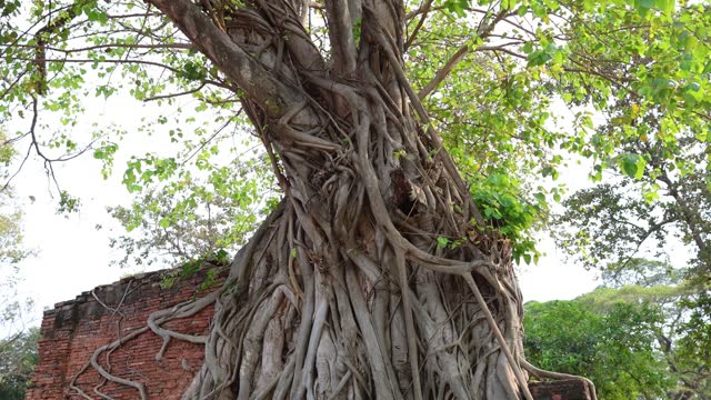 Buddha Head Encased in Tree Roots