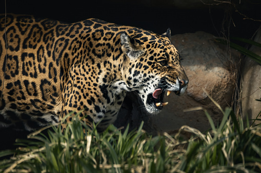 An adult jaguar with a wide-open mouth wandering among rocks.