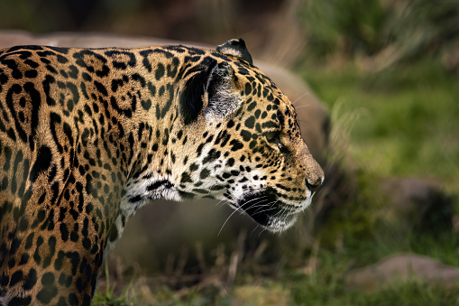 An adult jaguar with a wide-open mouth wandering among rocks.