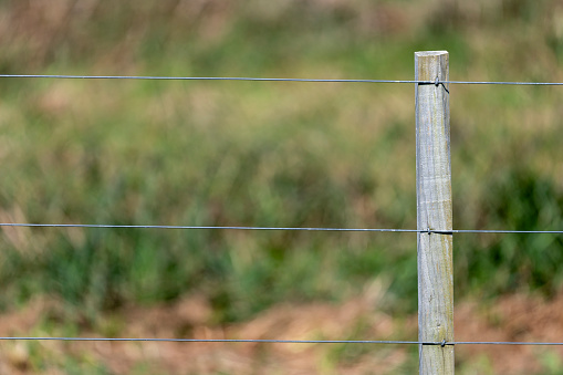 De witte kwikstaart is een van de meest algemene broedvogels van Nederland. De witte kwikstaart wipt voortdurend met zijn staar. \n\nNederlandse witte kwikstaarten trekken in de herfst via Spanje en Portugal naar Marokko. In maart keren ze massaal terug.