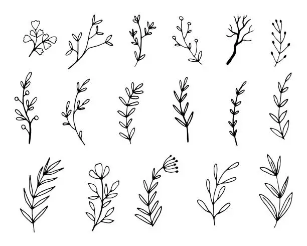 Vector illustration of Vector branches and leaves.