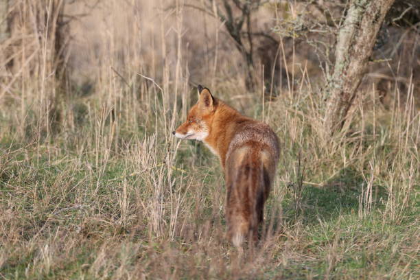 istock Red fox with long fur standing in tall grass. 2098665609