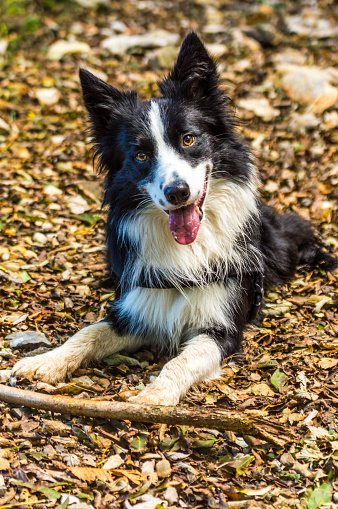 Border collie, crouched in the grass playing with a stick.