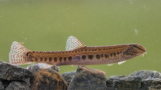 Spined loach (Cobitis taenia) is a freshwater fish in Europe. It is also known as spotted freshwater loach. It is found in oxygen rich water of rivers, brooks and still water.