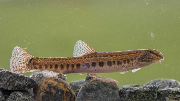 Spined loach in water Spined loach (Cobitis taenia) is a freshwater fish in Europe. It is also known as spotted freshwater loach. It is found in oxygen rich water of rivers, brooks and still water. spined stock pictures, royalty-free photos & images