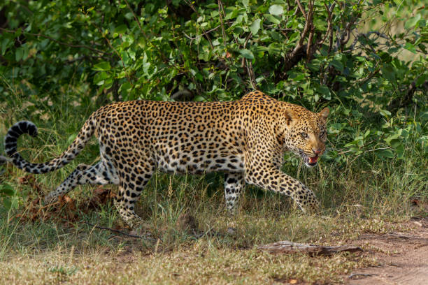 istock Leopard in Mashatu Game Reserve 2098706666
