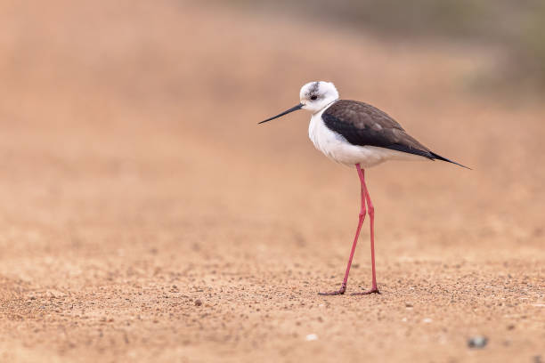 istock Black Winged Stilt against beach background 2098712894