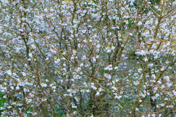 Prunus incisa, the Fuji cherry. Beautiful flower tree in a botanical garden. Prunus incisa, the Fuji cherry. Beautiful flower tree in a botanical garden. Floral background. cherry blosson tree stock pictures, royalty-free photos & images
