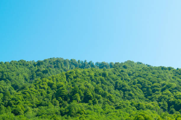 Beautiful summer mountain landscape. Green Forest. Hilly terrain. Hiking in the mountains.