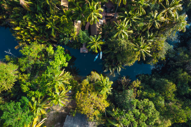 istock High angle coconut tree plantation on a tropical island 2098725779