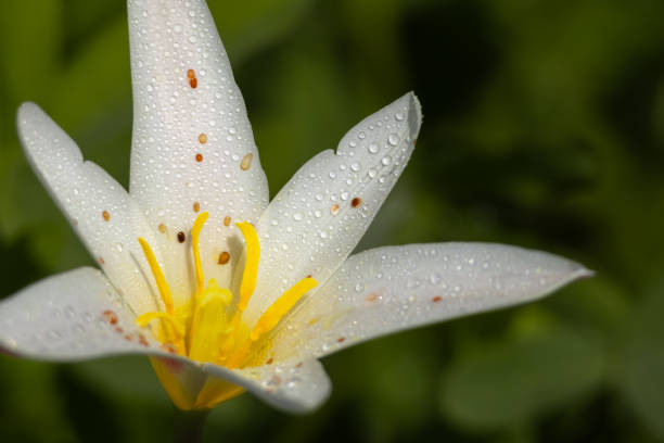 istock Himalayan white tulip flower blooming in spring 2098725809