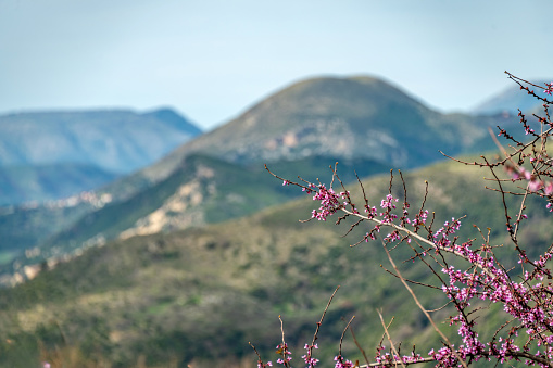 Blossom and spring in the Albanian mountains