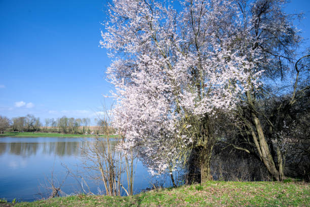 cherry blossom on the lake in spring, beautiful nature background