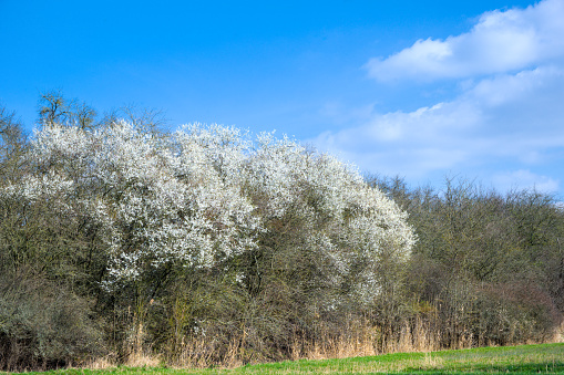 Spring landscape with flowering trees on a green meadow and blue sky