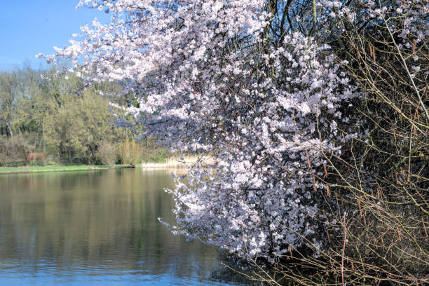 istock cherry blossom on the lake in spring, beautiful nature background 2098738083