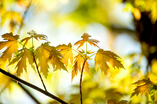 young maple leaves in early spring