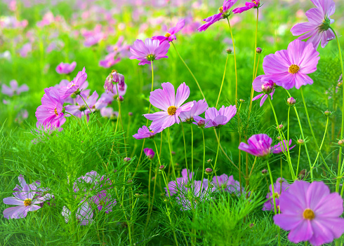 Beautiful purple cosmos flowers at cosmos field in moring sunlight. amazing of cosmos flower field landscape in sunset. nature flower  background.