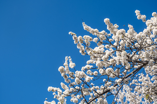 Spring with Blooming flowers on tree branches, close view