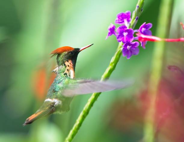 istock Tufted Coquette Feeding on Purple 01 2098781955