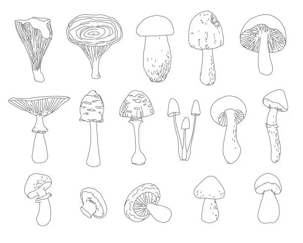 Vector illustration of A set of linear sketches, doodles of forest mushrooms